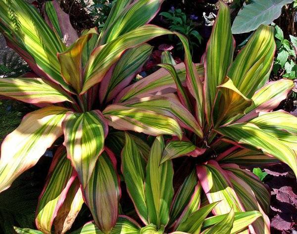 Кордилина (Cordyline) – уход, фото, виды