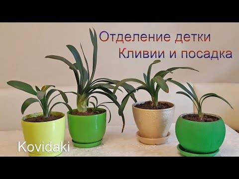 Кливия — неприхотливая африканская гостья