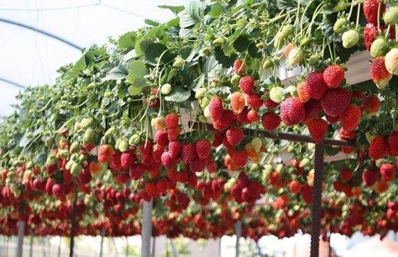 Когда и как рассадить клубнику? Выращивание и размножение клубники