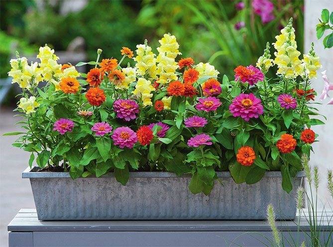 Цинния: фото, лучшие сорта, посадка и уход