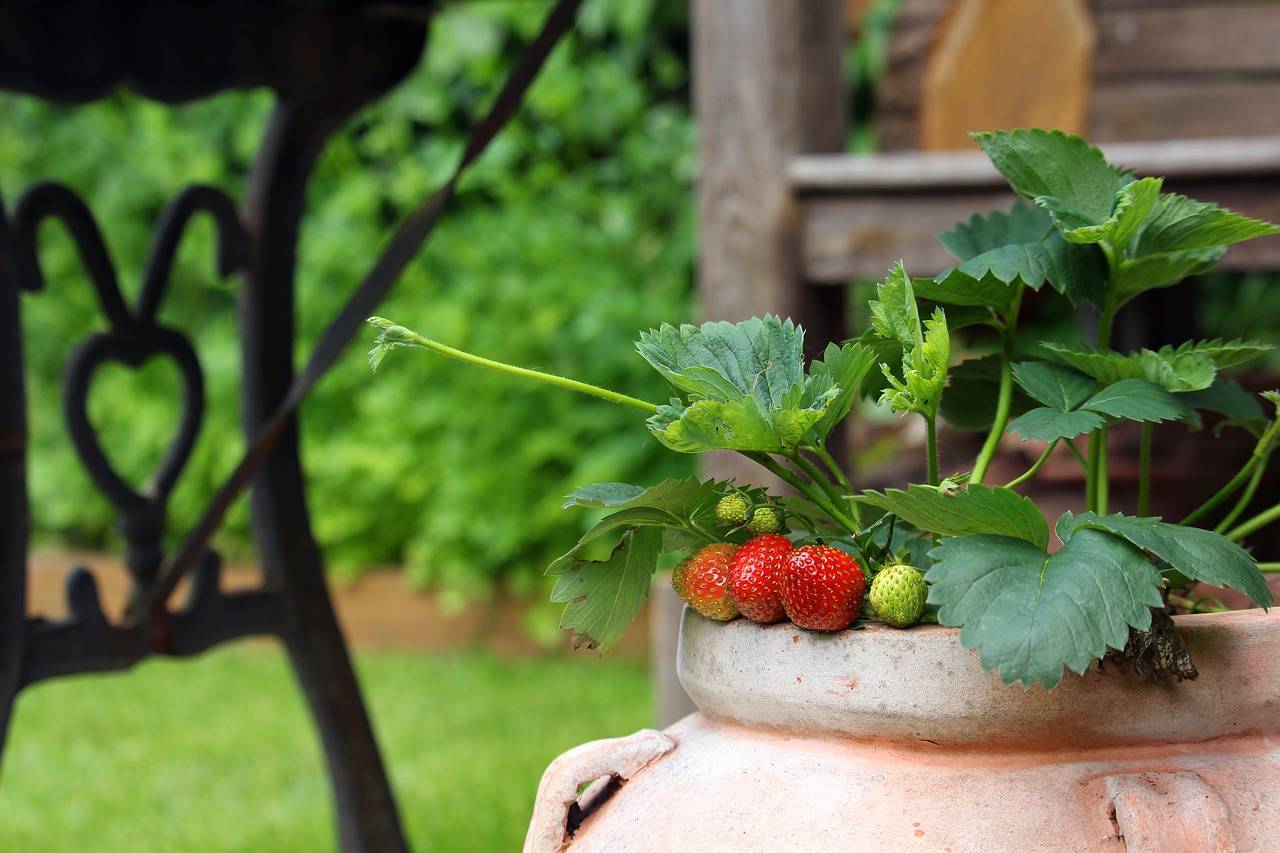 How to grow sweet strawberries - reader's digest