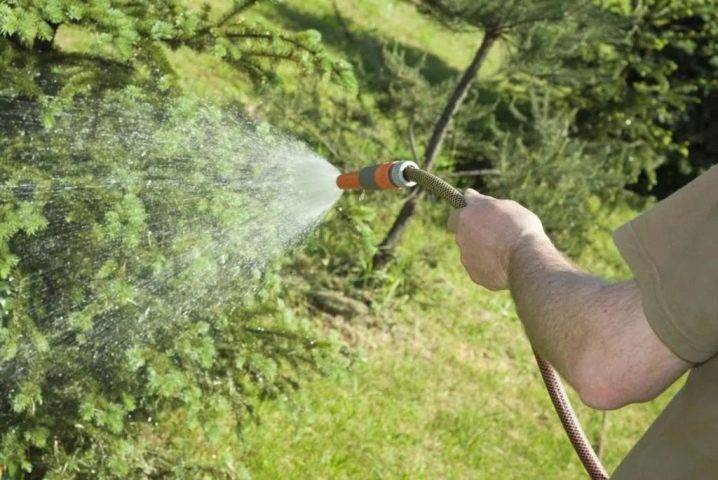 Кипарисовик: выращивание, размножение, виды и сорта
