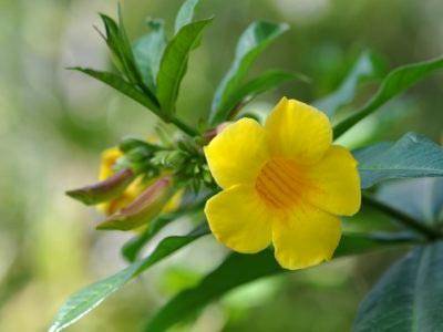 Алламанда (Allamanda) – уход, фото, виды