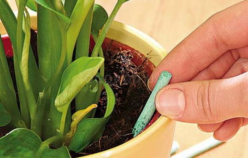 Почему желтеют листья у цветов