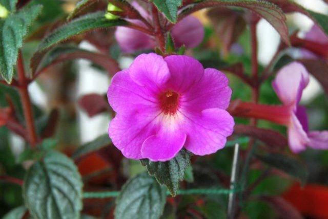 Ахименес (Achimenes) – уход, фото, виды