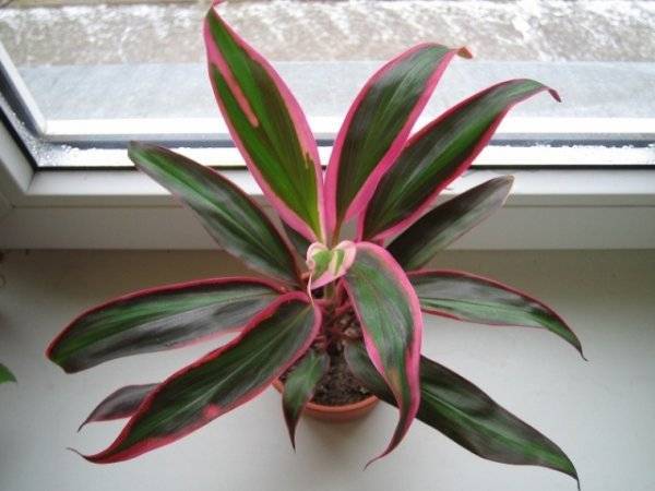 Кордилина (Cordyline) – уход, фото, виды