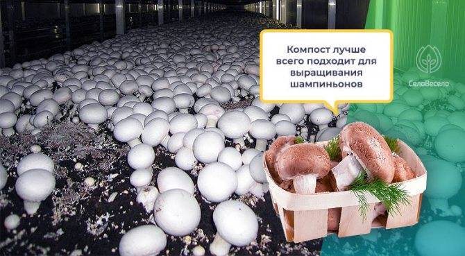 Как составить идеальный субстрат для шампиньонов – что и в каких пропорция нужно смешивать?