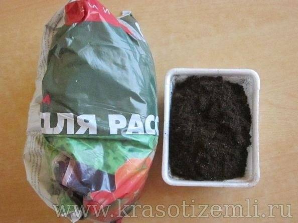 Пересадка драцены в домашних условиях после покупки