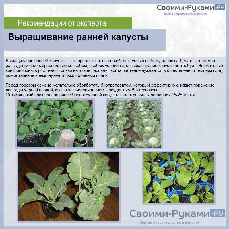 Легкий способ выращивания капусты в открытом грунте