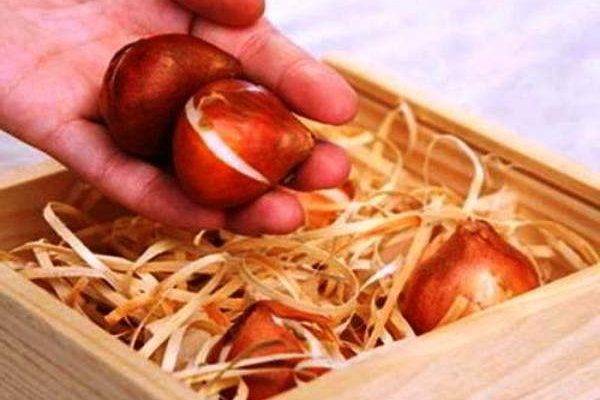Луковицы тюльпанов