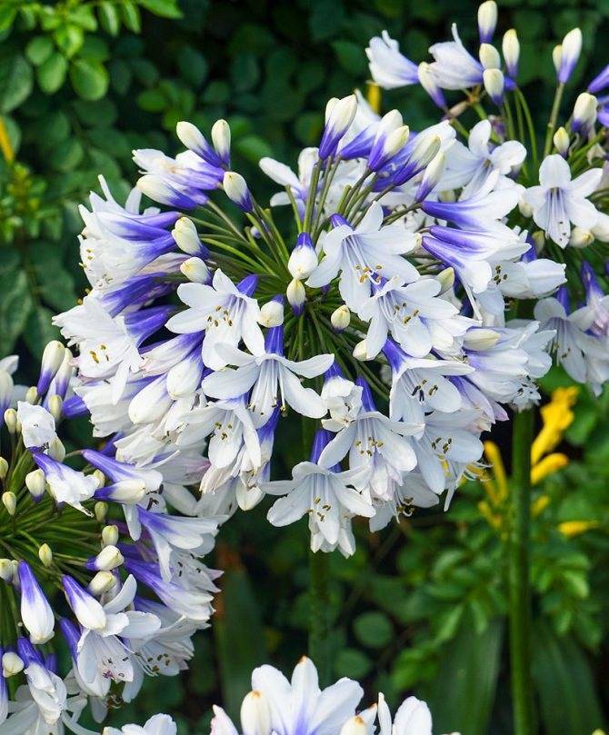 Агапантус (Agapanthus) – уход, фото, виды