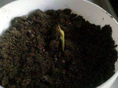 Лавровый лист: выращивание в домашних условиях, уход, разведение и описание с фото