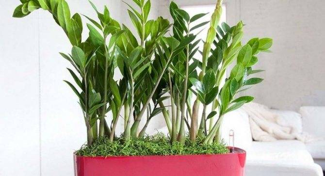 Замия (Zamia) – уход, фото, виды