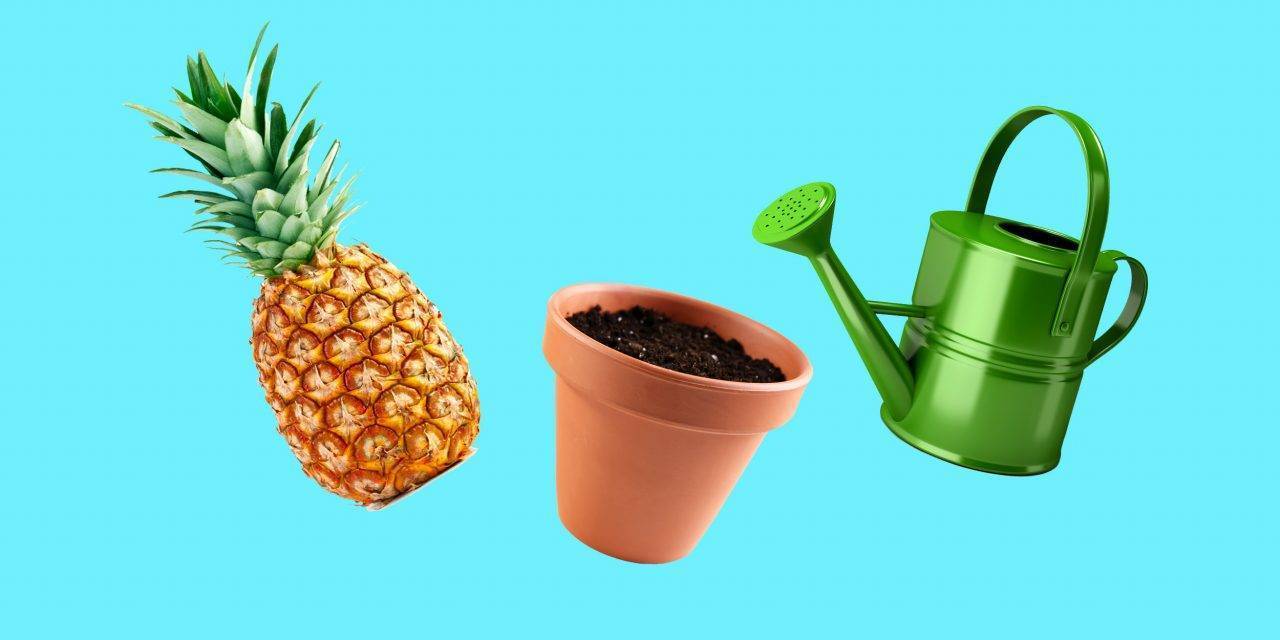 Как посадить ананас в домашних условиях из верхушки: пошаговая инструкция с фото и видео