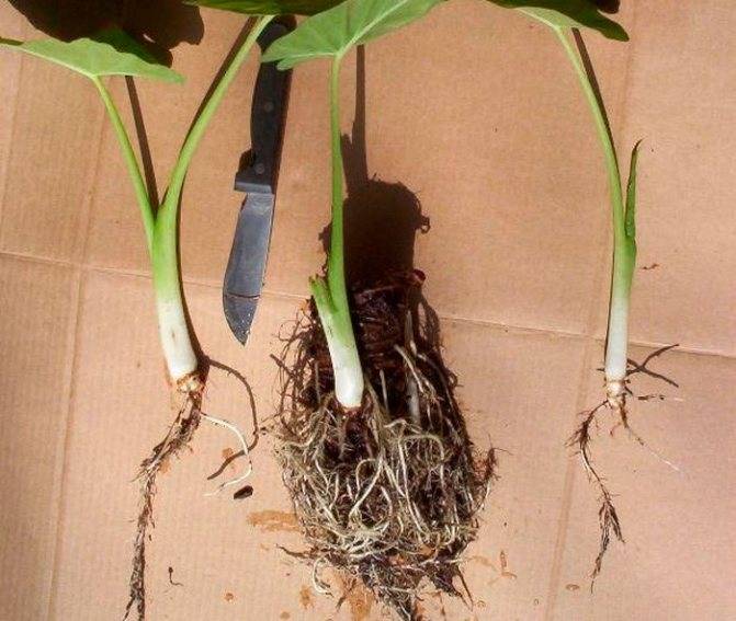 Алоказия (Alocasia) – уход, фото, виды