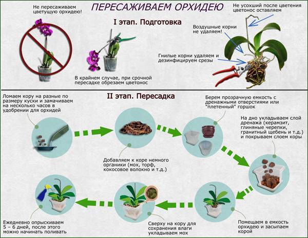 Выращивание орхидей в домашних условиях