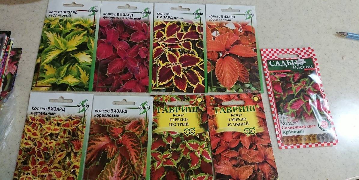 Колеус — посадка и уход в домашних условиях, фото видов и сортов