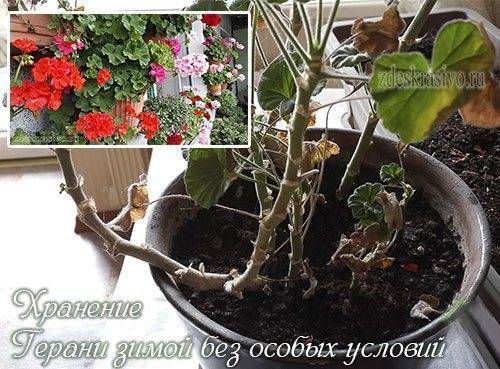 Герань - уход в домашних условиях: подкормка, полив, обрезка, размножение