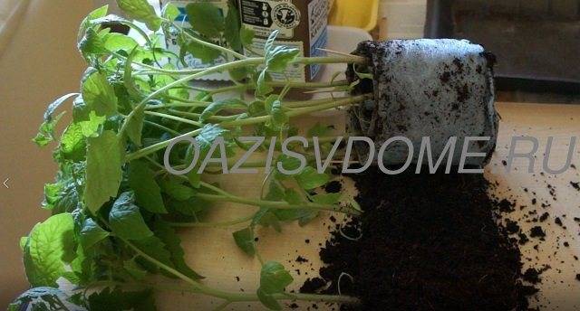 Пикировка томатов в улитку