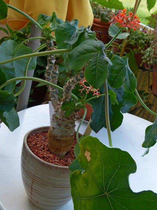 Ятрофа (Jatropha) – уход, фото, виды