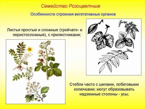 Рутовые