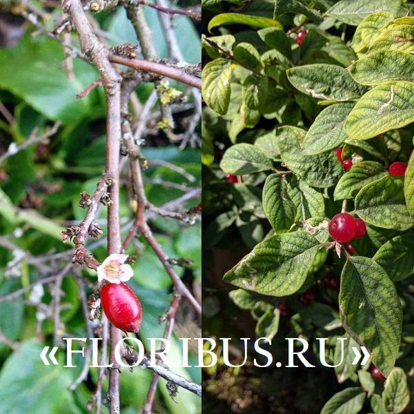 Ягодные кустарники