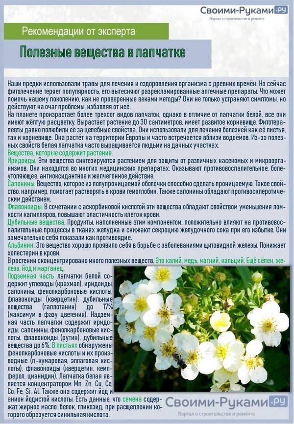 Лапчатка: посадка и выращивание, виды и сорта