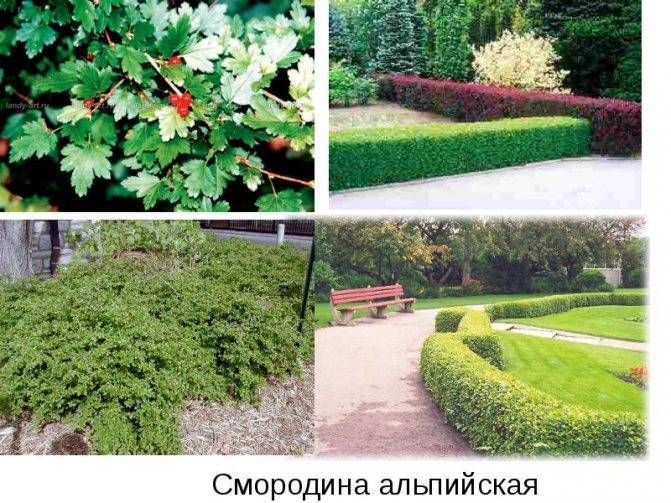 Живая изгородь из смородины – получается просто и красиво