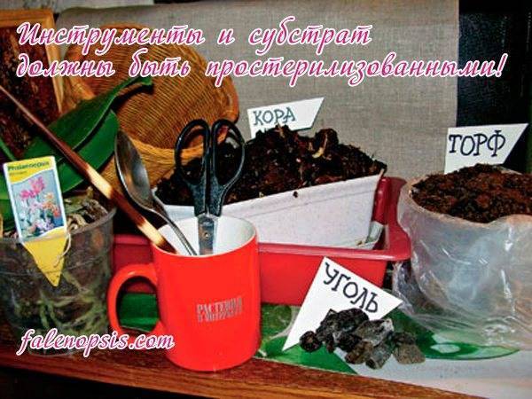Когда можно пересадить орхидею в домашних условиях: пошаговая инструкция и особенности выбора горшка
