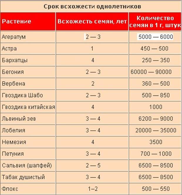 Семена огурцов как получить в домашних условиях (6 правил)