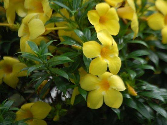 Алламанда (Allamanda) – уход, фото, виды