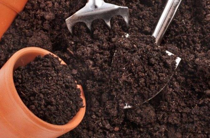 Зимнее размножение хвойных черенками – как правильно отделять и укоренять черенки?