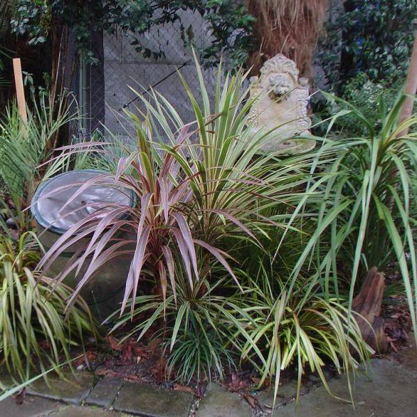 Кордилина (Cordyline) – уход, фото, виды