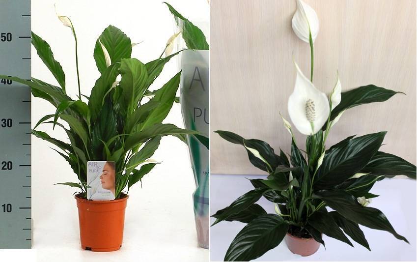 Спатифиллум (Spathiphyllum) – уход, фото, виды
