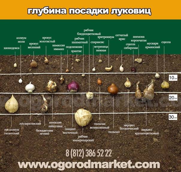 Нарциссы: посадка осенью в открытый грунт