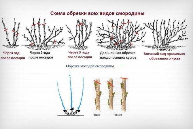 Мастер-класс по осенней обрезке ягодных кустарников – когда и как обрезать?
