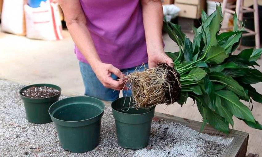 Спатифиллум (Spathiphyllum) – уход, фото, виды