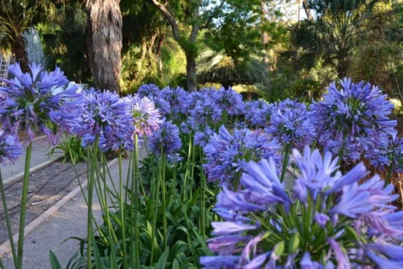 Агапантус (Agapanthus) – уход, фото, виды