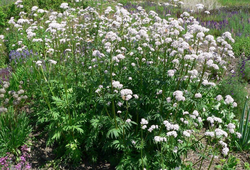 Валериана: выращивание, свойства, сбор