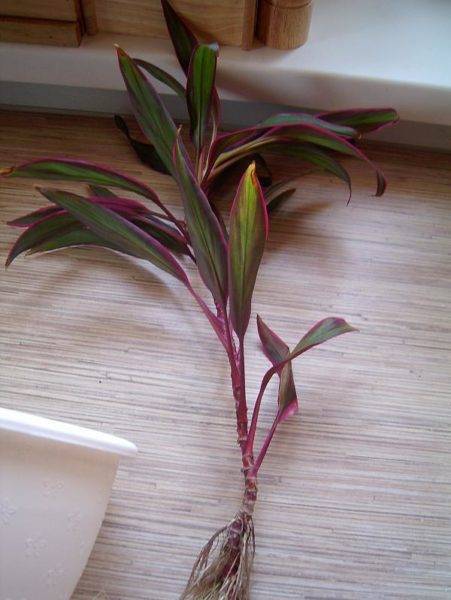 Кордилина (Cordyline) – уход, фото, виды