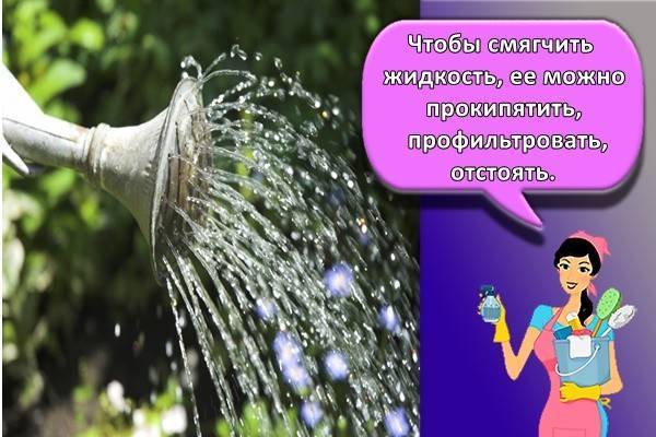 Фикус: уход в домашних условиях, формирование кроны, полив, пересадка