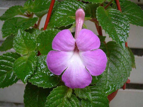 Ахименес (Achimenes) – уход, фото, виды