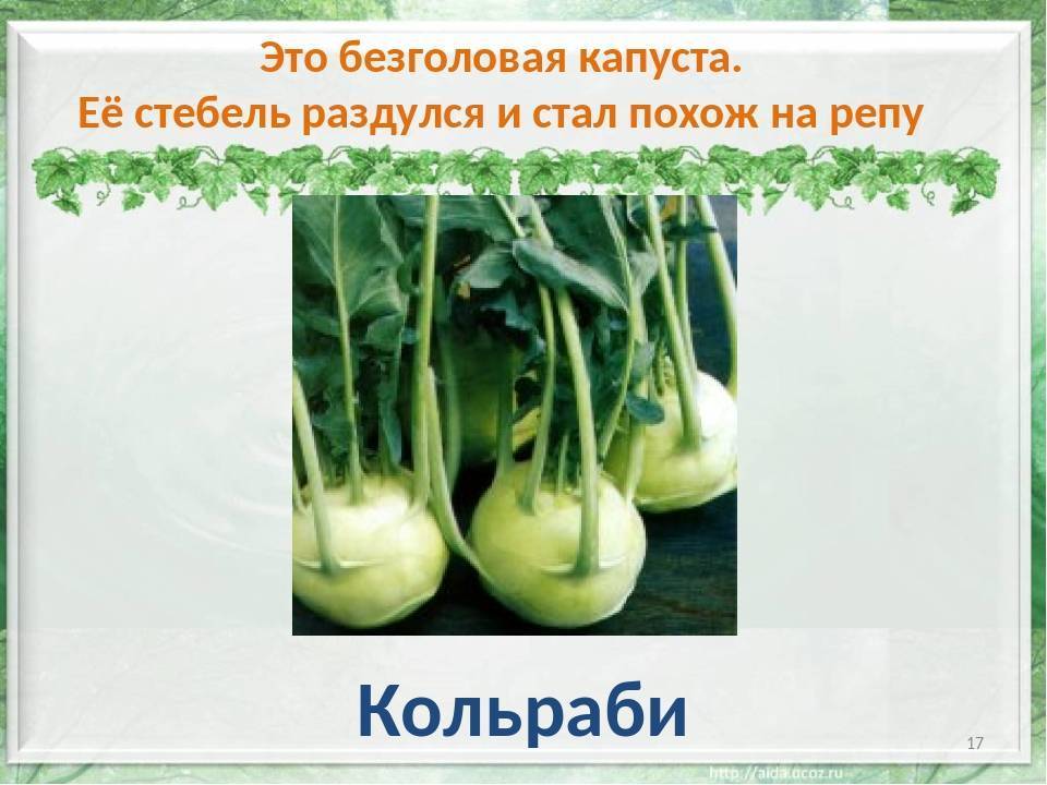 Простые рецепты из капусты кольраби