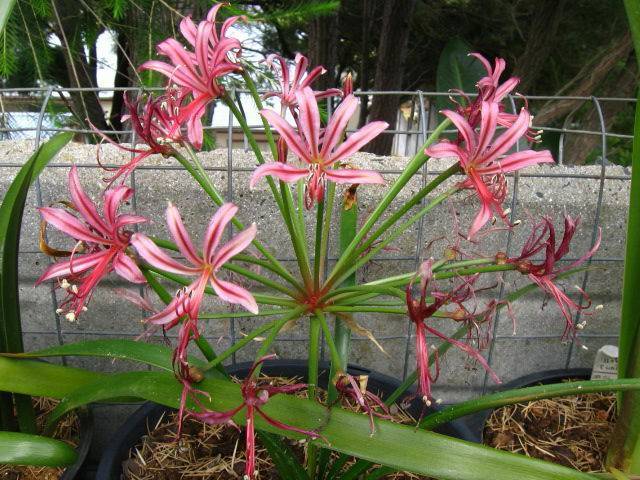 Нерине (Nerine) – уход, фото, виды