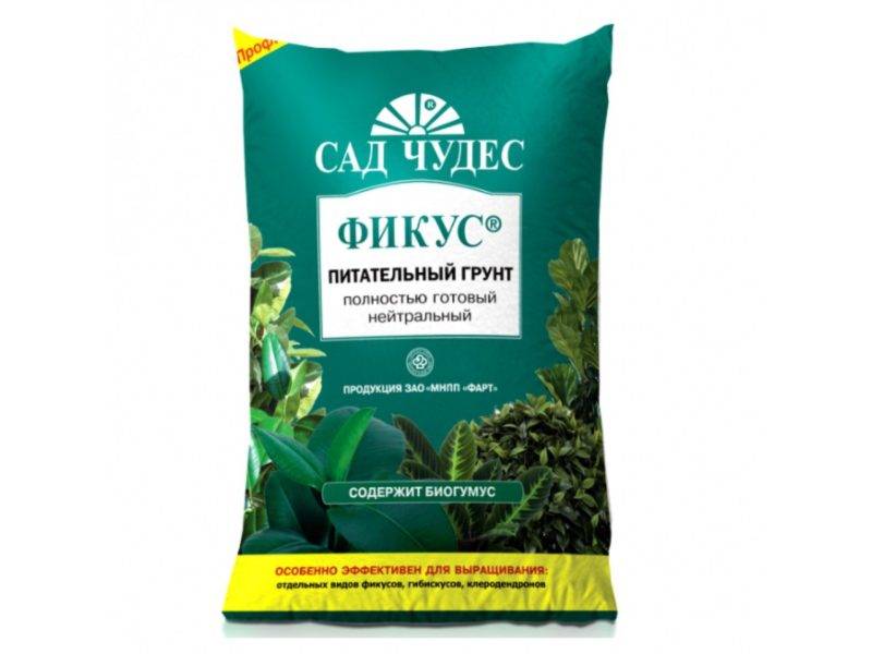 Как посадить фикус черенком: правила укоренения и посадки