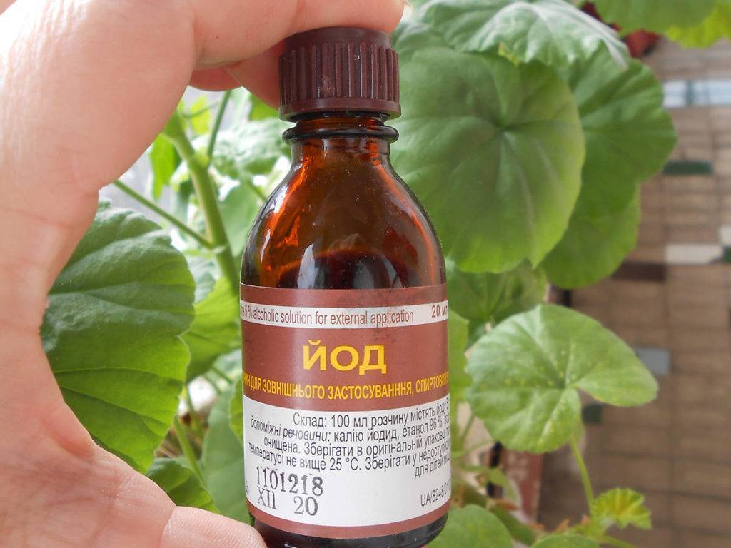 Как пикировать пеларгонию, чем потом подкормить