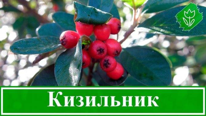 Кизильник: посадка и выращивание, виды и сорта