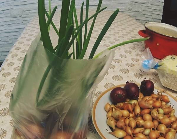 Лук-шалот на зелень: выращивание на опилках на окне
