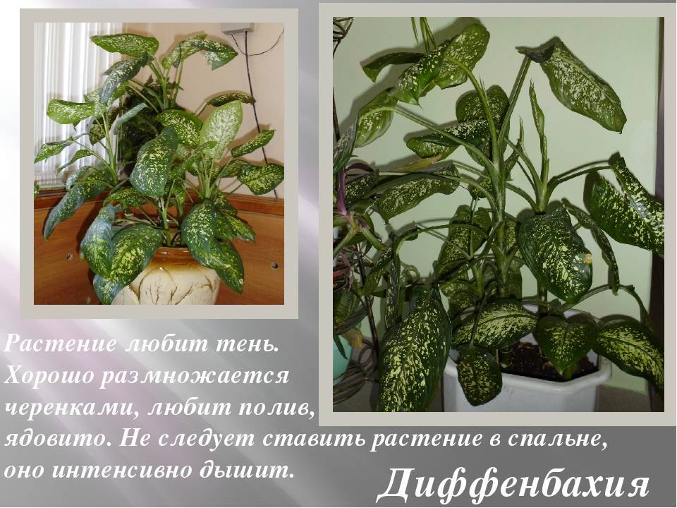 Как размножить диффенбахию дома: рассаживание черенками, листом, корнями, семенами