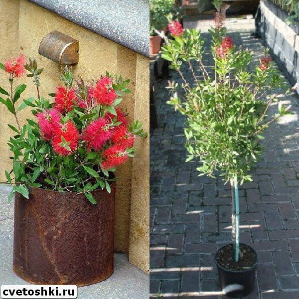 Семь популярных видов каллистемона для домашнего выращивания